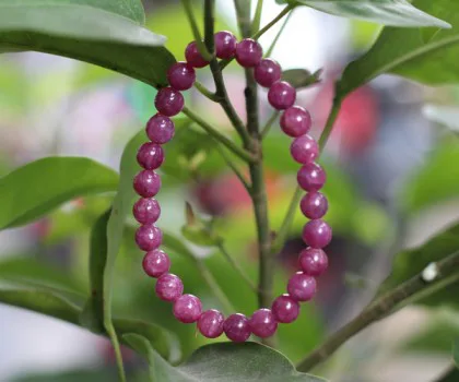 Chuỗi ruby đỏ A+++ hạt tròn Nam Mỹ (19.6 gr) FS6248-F1-21482