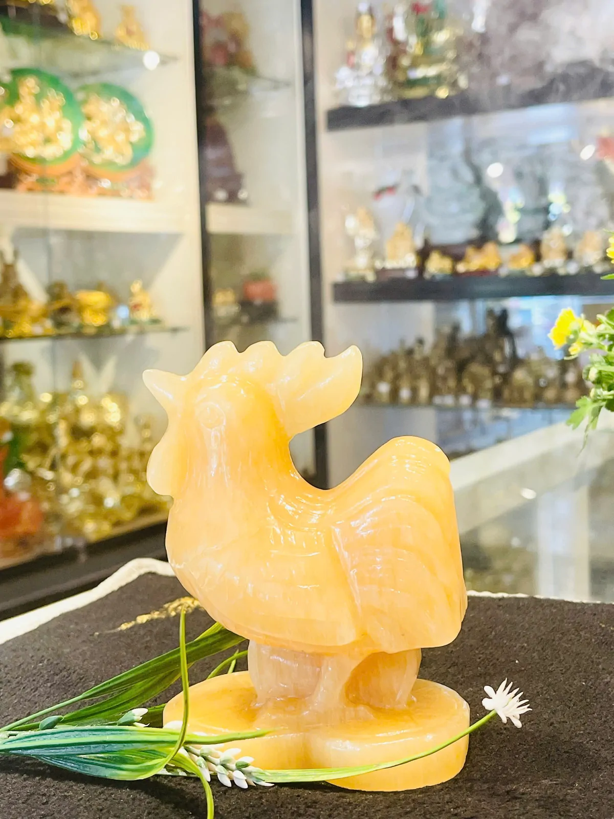 Gà trống đá Hoàng long nhỏ GM137